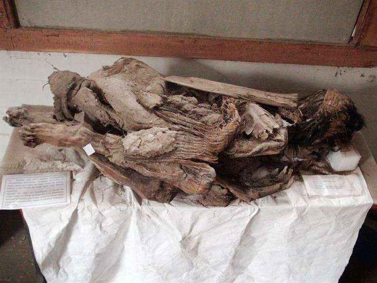 Imagem de 4 de junho de 2016 mostra corpos mumificados da comunidade indígena Aymara que habitava as montanhas andinas.