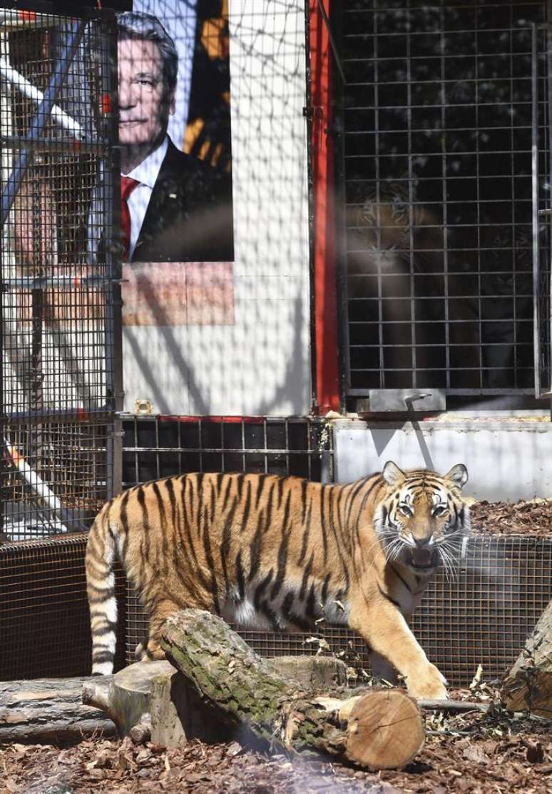 Sete refugiados se ofereceram para serem "devorados" pelos tigres que o grupo instalou em uma jaula no centro de Berlim, na Alemanha, em uma polêmica ação de protesto tachada de "cínica" pelo governo germânico.
