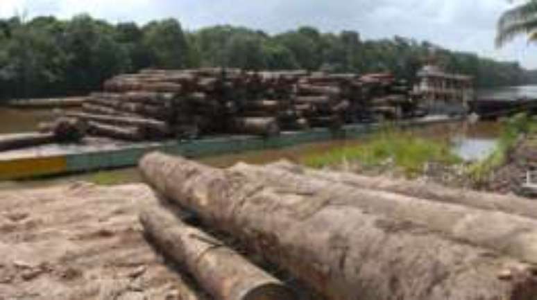 Extração ilegal de madeira colabora para mortes no campo, afirma ONG
