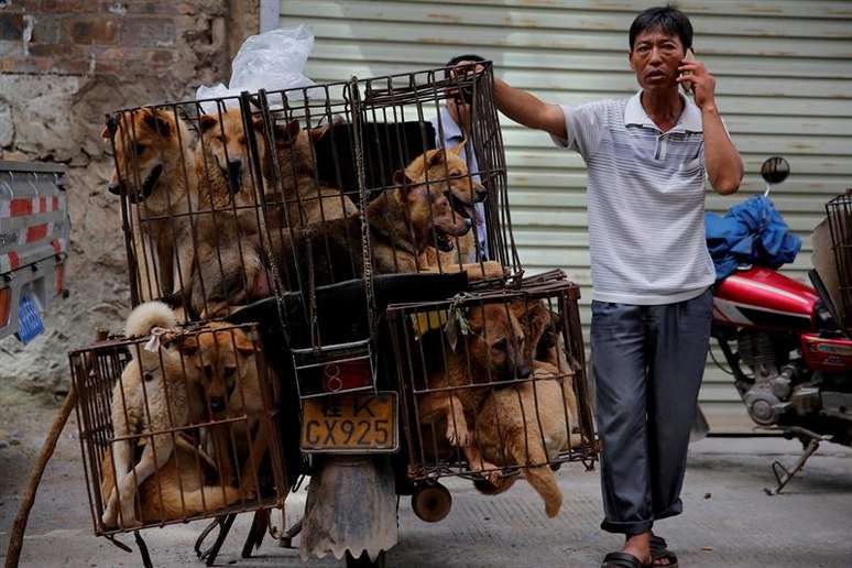 Homem espera por clientes ao lado de jaulas com cachorros para serem vendidos