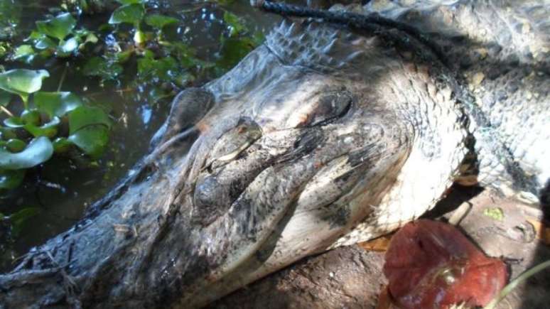 Pesca da piracatinga causa matança de dezenas de botos e jacarés 