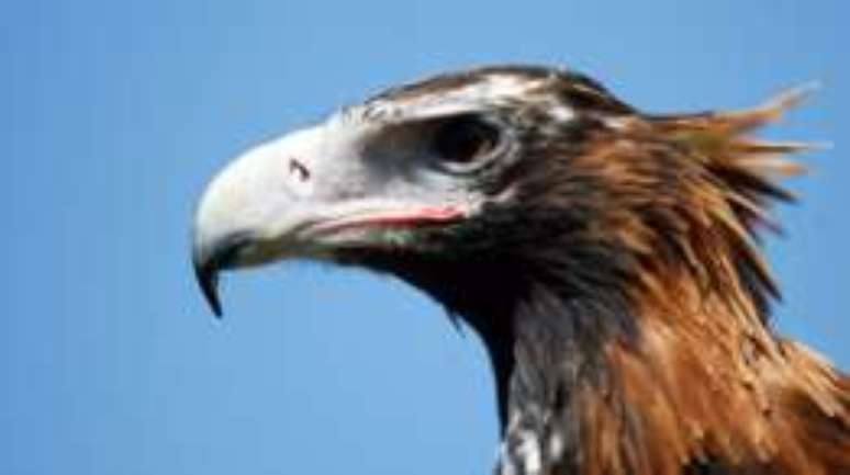 Com envergadura de 2,3m, a águia audax é a maior ave de rapina da Austrália