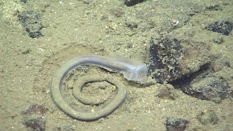 Os registros incluem essa enteropneusta deixando seu característico rastro de fezes no leito do oceano 