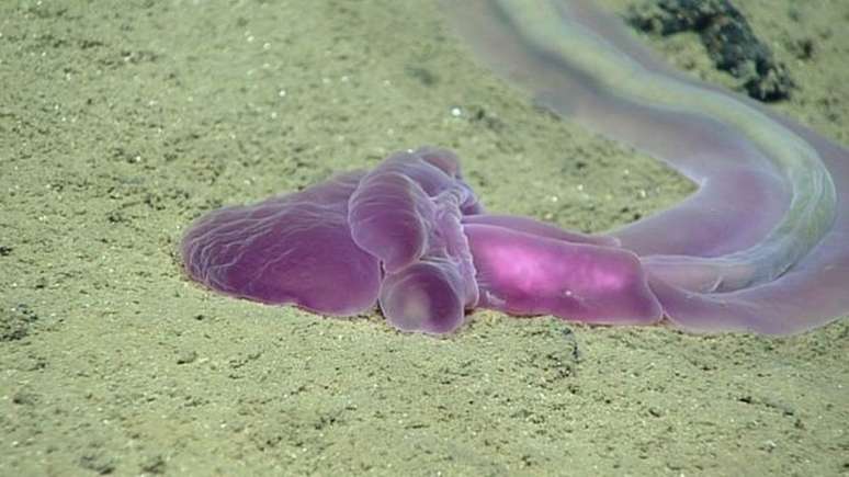 Essa enteropneusta roxa e translúcida é apenas um dos animais estranhos observados na Fossa das Marianas 