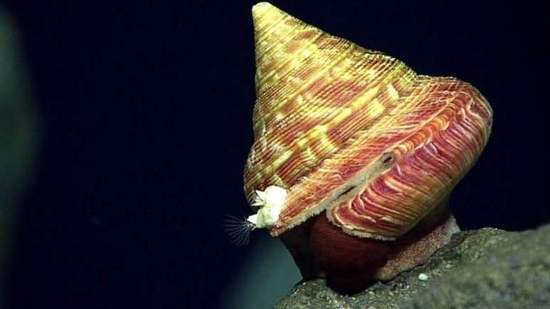 Segundo cientistas, essa lesma-do-mar é o provavlemente parte de uma nova espécie