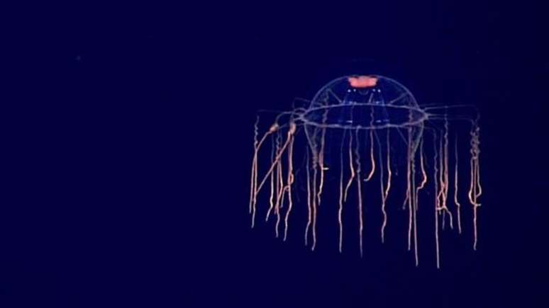 Essa água-viva foi registrada a 800 metros de profundida, flutuando sobre um minivulcão submarino
