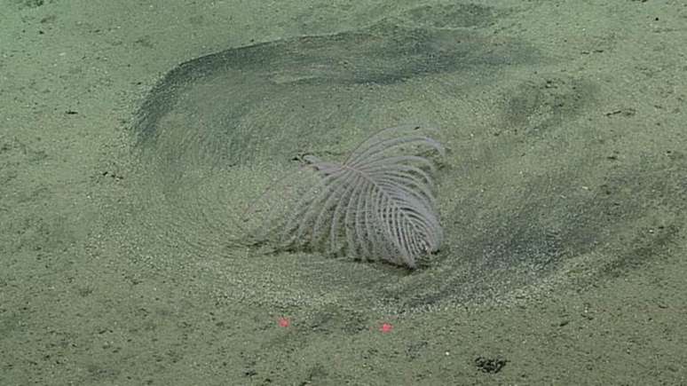 Cientistas fotografaram esse tipo incomum de coral fazendo círculos no fundo do oceano 