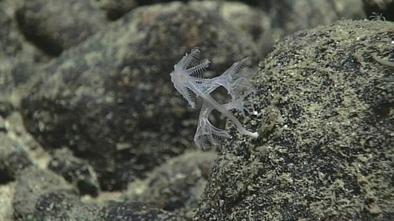 Missão registrou esse espécime ainda muito jovem de um coral da família &#039;Isididae&#039; 