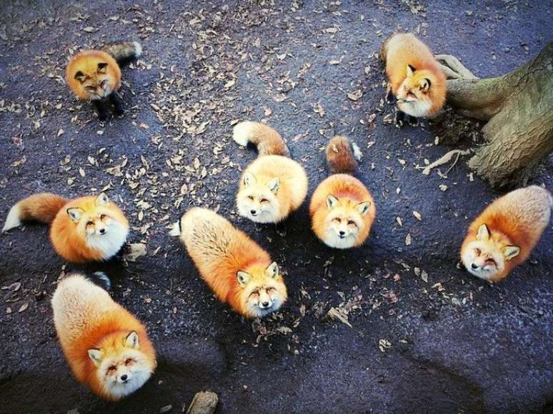 A americana Jessica Wu, blogueira de fotografia no iPhone, obteve o primeiro lugar na categoria “Animais” com essa foto registrada em um santuário de raposas em Taiwan. “Elas (raposas) criaram uma cena muito dramática quando todos passaram a me olhar, por isso tirei meu iPhone para capturá-la imediatamente”, assinala.