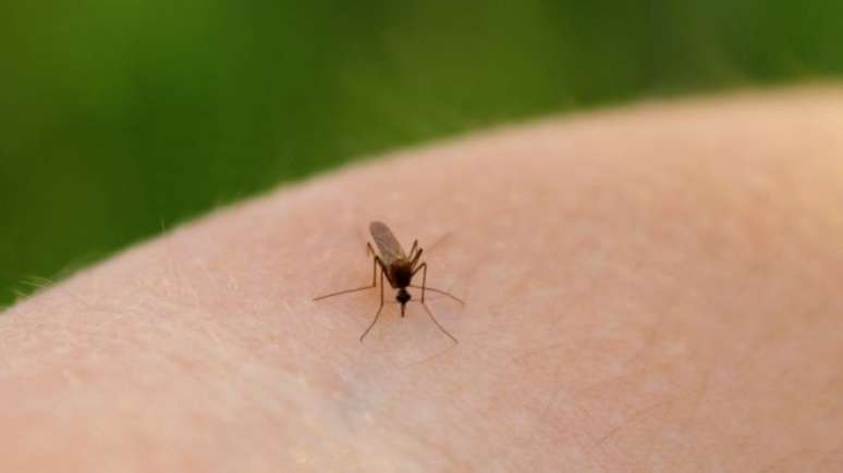 Pernilongo tem hábitos diferentes do Aedes aegypti