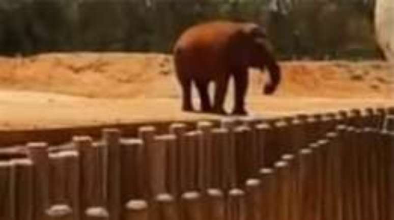 Elefante foi filmado por visitante do zoológico instantes após ele atirar pedra em menina de 7 anos