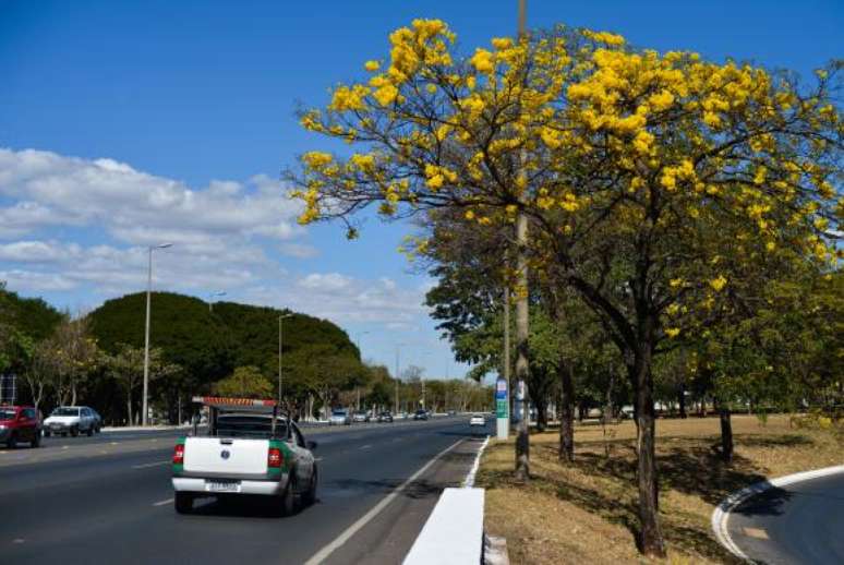 Flora&ccedil;&atilde;o de ip&ecirc;s-amarelos deixa ruas de Bras&iacute;lia mais coloridas nesta &eacute;poca do ano 