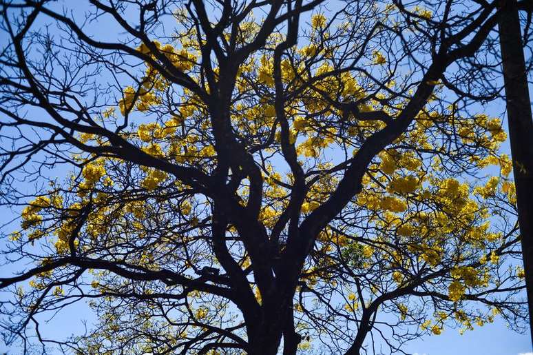 Ip&ecirc;-Amarelo em Bras&iacute;lia