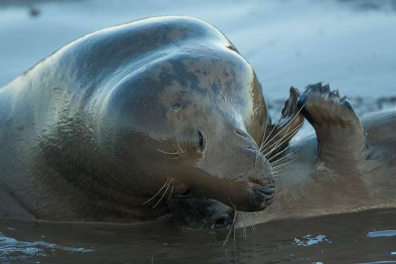 Imagem de foca brincando com seu filhote no Reino Unido