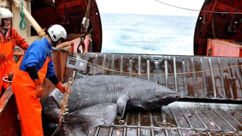 Um tubarão-da-Groenlândia morto após ficar preso em redes de pesca 