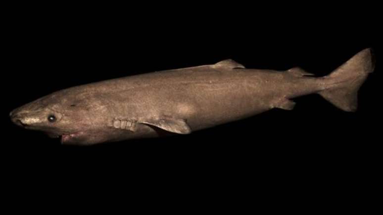 Esses tubarões alcançam a maturidade sexual apenas aos 150 anos 