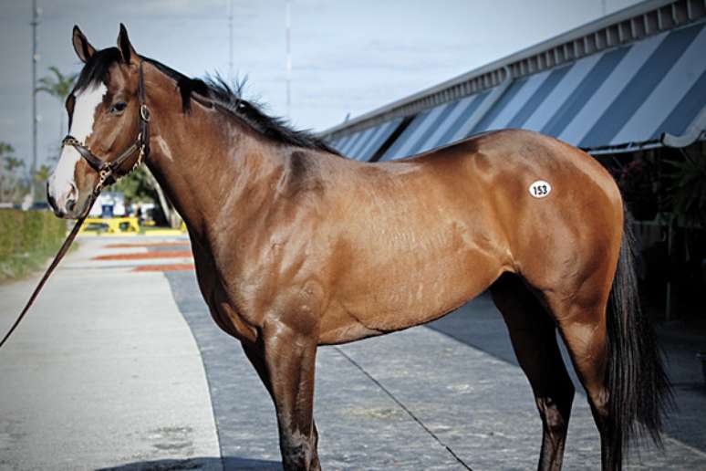 Cavalos atletas: conheça os nomes consagrados do hipismo na