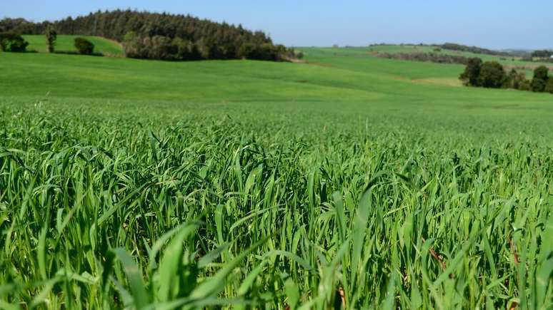 Especialistas ligam uso de agrotóxicos à alta incidência de câncer no RS 