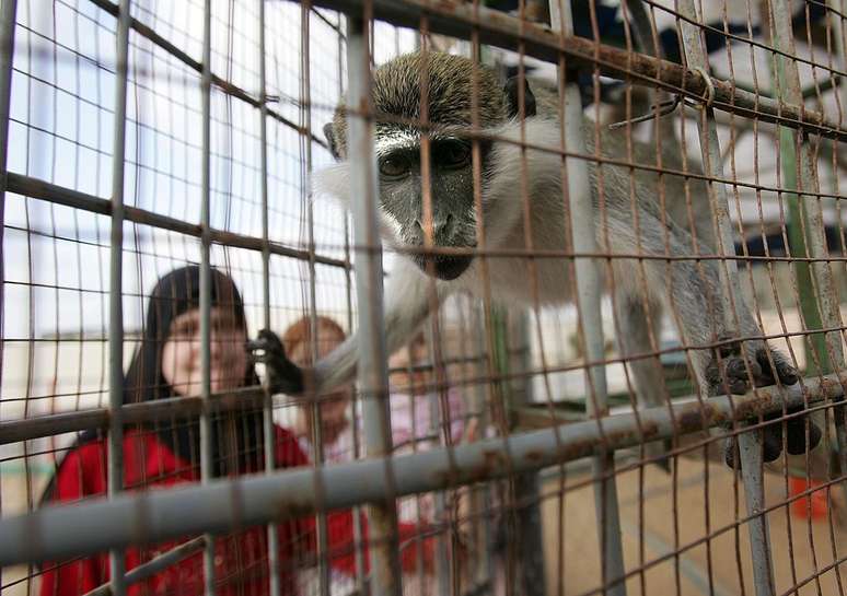 Visitante observa macaco no zoológico de Gaza