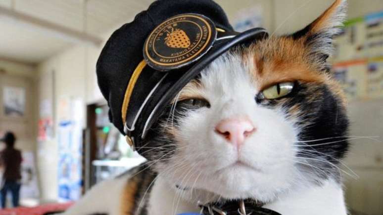 A gata Tama foi adotada pelo gerente da pequena estação Kishi em Kinokawa, no Japão.