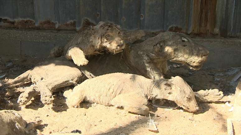 O local ganhou o apelido de "pior zoo do mundo" por exibir bichos empalhados.