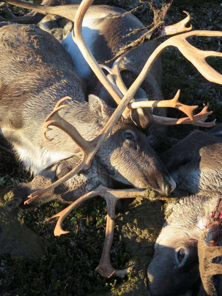 Imagem mostra mais de 300 selvagem renas mortas na Noruega.  