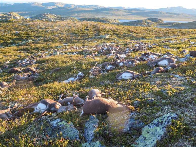 Mais de 300 renas selvagens mortas por um raio que atingiu o planalto central.