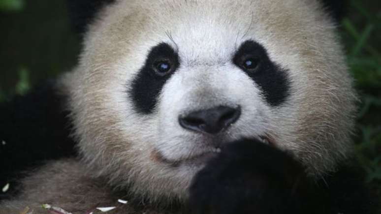 Estima-se que existem atualmente 2.060 pandas, dos quais 1.864 são adultos