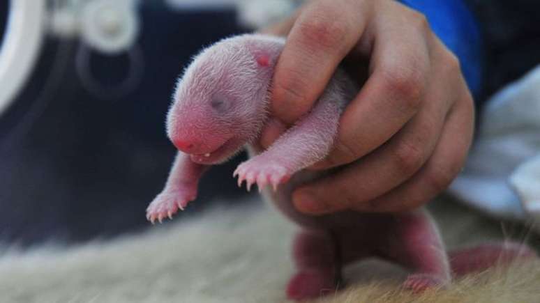 A reprodução pandas gigantes em cativeiro, em especial por meio de inseminação artificial, tem sido a principal aposta para perpetuar a espécie