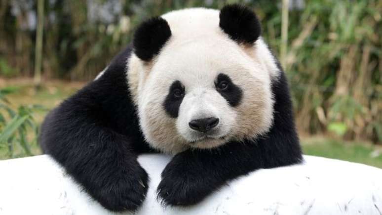 O panda gigante foi por anos um ícone mundial das espécies ameaçadas