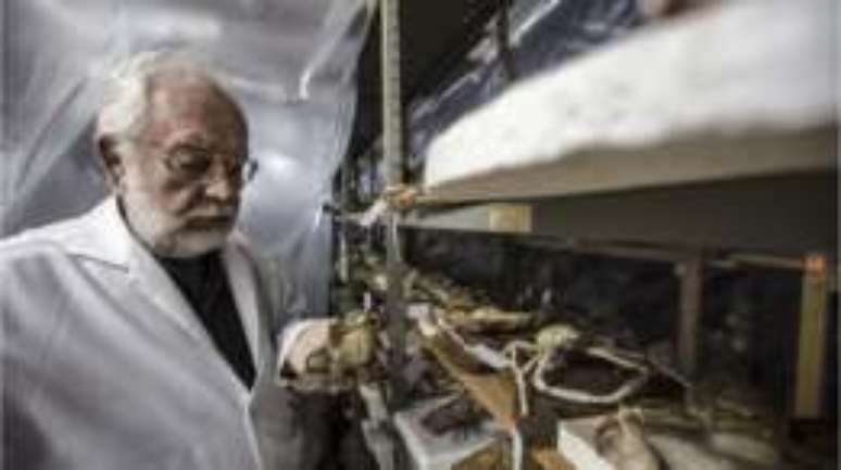 Professor utiliza taxidermia como instrumento de educação ambiental no norte do Paraná