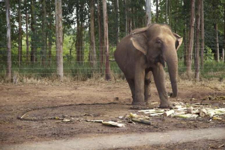 A primeira etapa do santuário terá um centro de cuidados veterinários e piquetes para abrigar os elefantes, que serão separados por espécie (asiáticos e africanos) e sexo (machos e fêmeas)