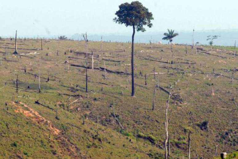 Meta do Brasil na agricultura é restaurar e reflorestar uma área de 12 milhões de hectares 