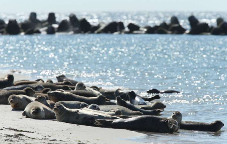 Imagem de focas em Helgoland, Alemanha