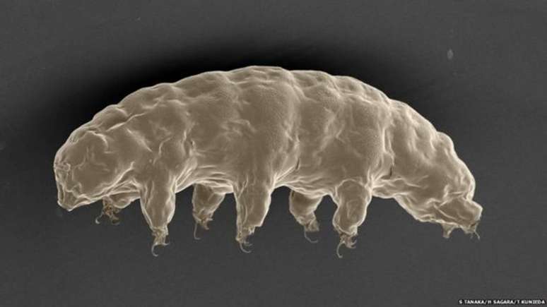 A estranha e microscópica criatura que se assemelha a um urso aquático tem um gene específico que, segundo cientistas, o ajuda resistir à radiação