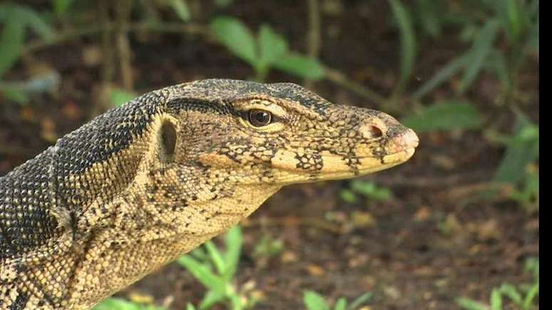 O parque Lumpini, em Bangcoc, capital da Tailândia, foi tomado por lagartos gigantes.