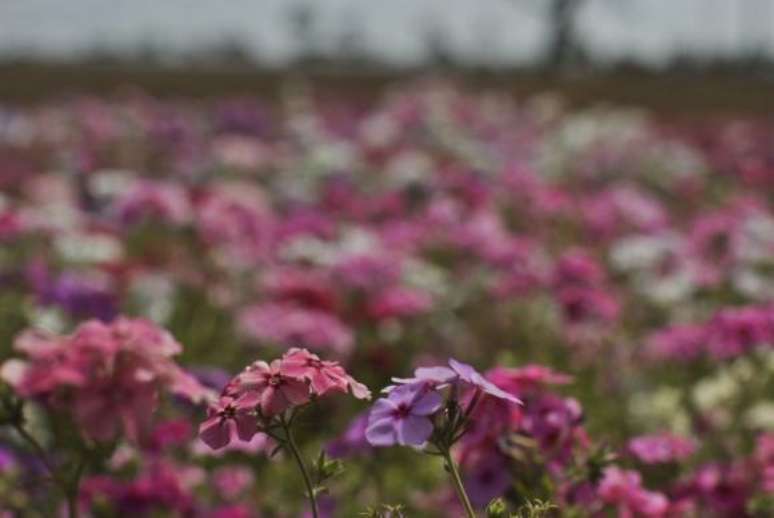 Primavera começou na quinta-feira e vai até o dia 21 de dezembro