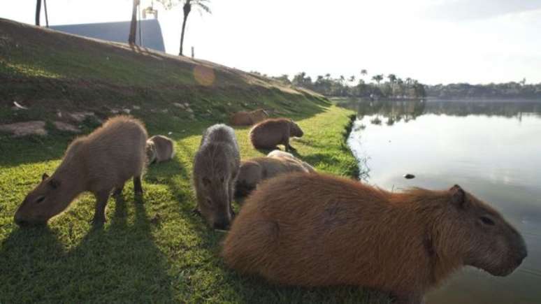 Capivaras na Lagoa da Pampulha, em Belo Horizonte, e a Igreja de São Francisco de Assis, projetada por Oscar Niemeyer, ao fundo: morte de menino reacendeu discussão sobre destino de animais na região