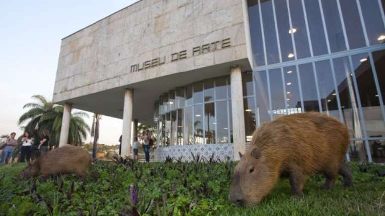 Mamíferos no entorno do Museu de Arte da Pampulha, que integra o conjunto tombado como patrimônio cultural da humanidade