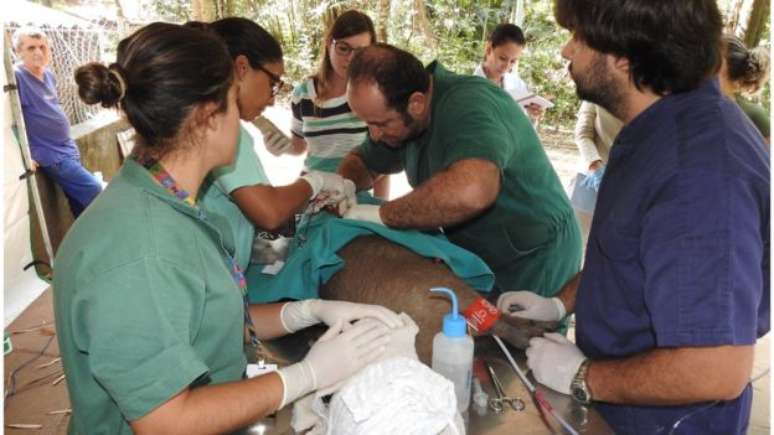 Esterilização de capivaras em Campinas (SP); cidade também abateu animais para conter avanço de febre maculosa