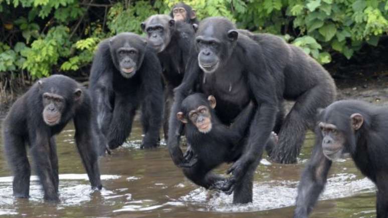 Os chimpanzés vagam por seis ilhas