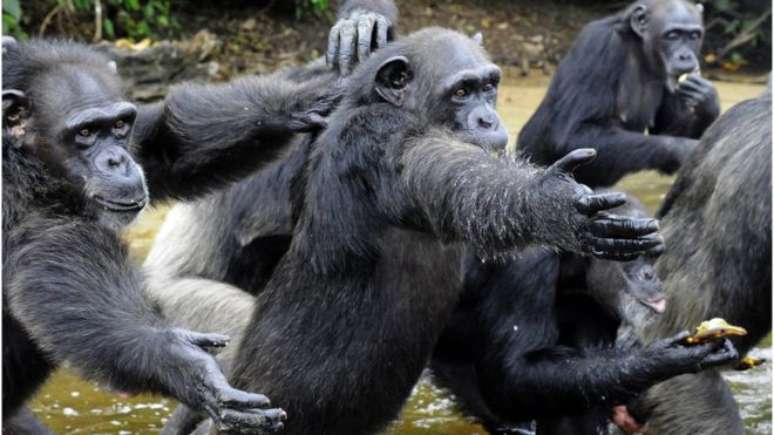 Os chimpanzés foram abandonados com poucas chances de se alimentarem sozinhos