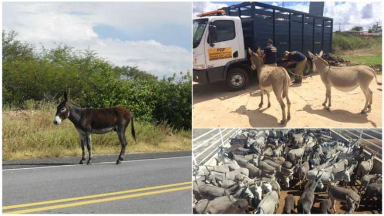 Jumento solto em estrada no RN, ação de captura no Piauí e animais recolhidos para abate na Bahia: problema de segurança viária ainda sem solução definitiva