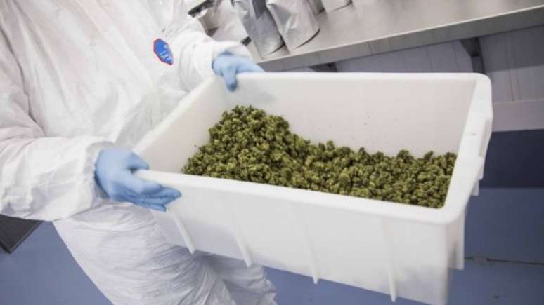 Produção na Bedrocan Canadá, subsidiária da Canopy, maior companhia licenciada para produção de maconha do país, que fechou acordo com firma de Abreu para atuação no Brasil