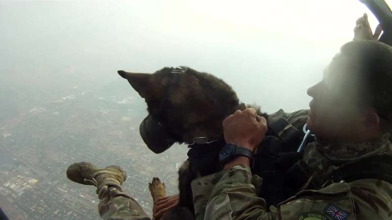 Cães paraquedistas