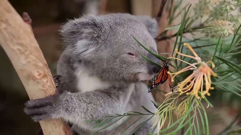 Coala e borboleta encantam na Austrália