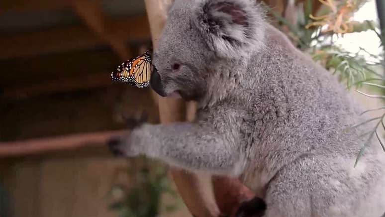 Coala e borboleta encantam na Austrália