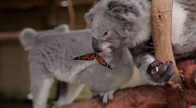 Coala e borboleta encantam na Austrália