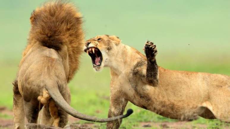 Leões, suricatos e algumas espécies de macacos são letais para os congêneres