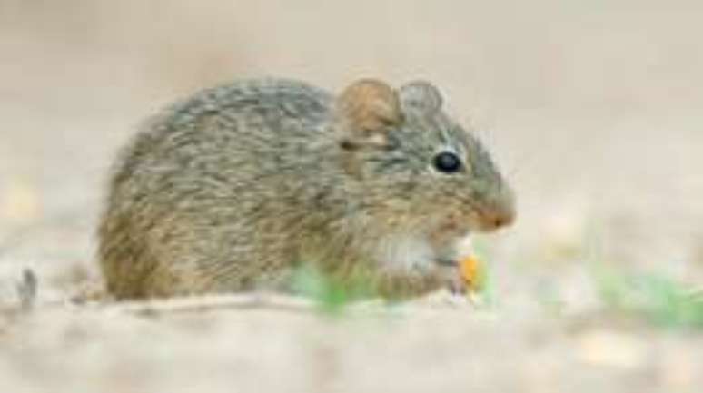 Ratos-de-bolso extraem &aacute;gua de sementes